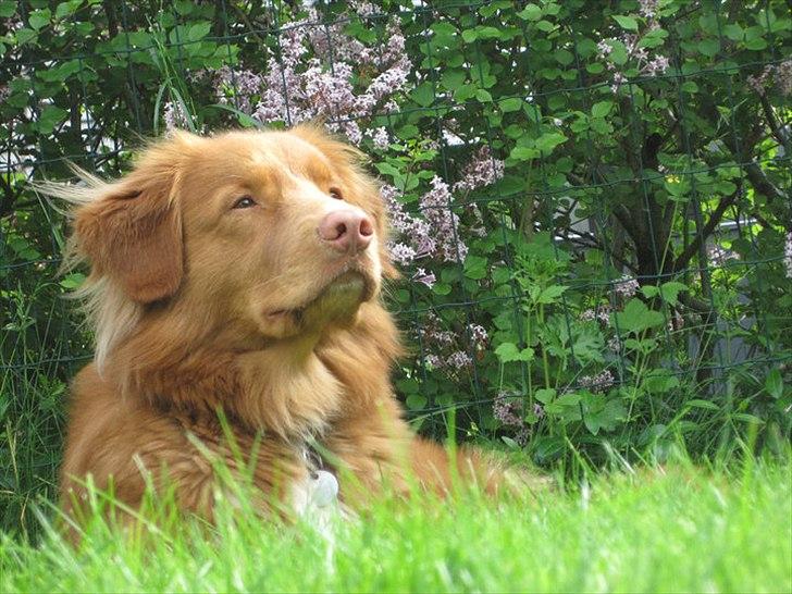 Nova scotia duck tolling retriever Simba - Snuser:P billede 3