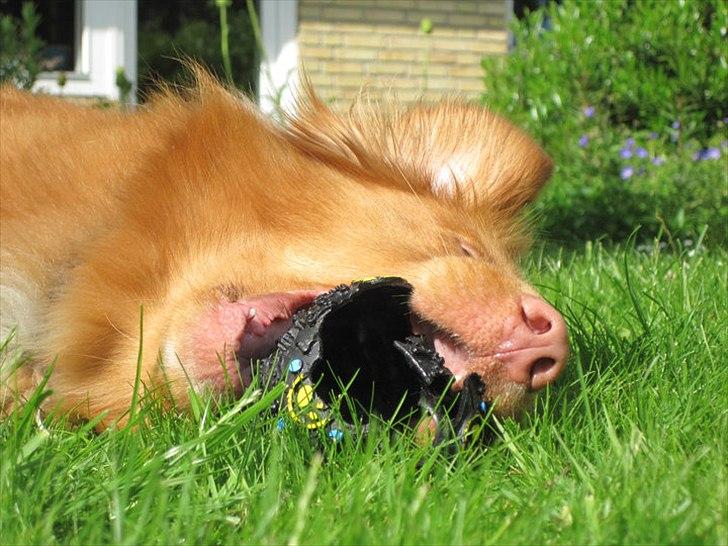 Nova scotia duck tolling retriever Simba - Lege Lege Lege... billede 4