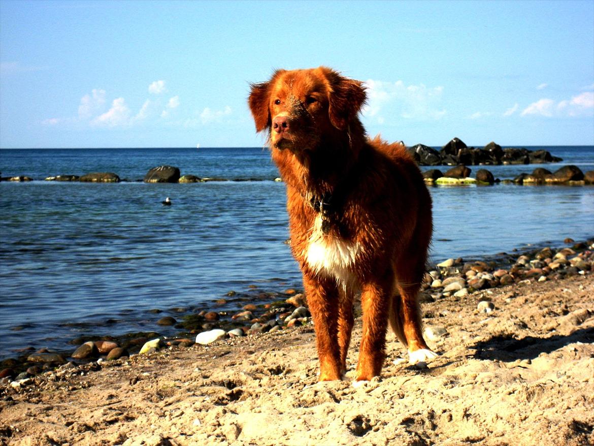 Nova scotia duck tolling retriever Simba - Læg gerne en kommentar og en bedømmelse:) Tak billede 7