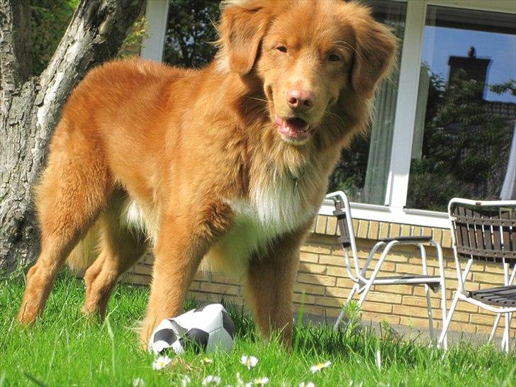 Nova scotia duck tolling retriever Simba - "Skal vi lege? kom nu!" billede 6