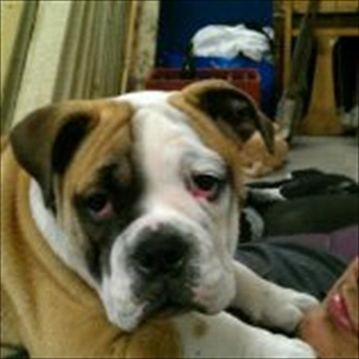 Engelsk bulldog Tilde billede 1
