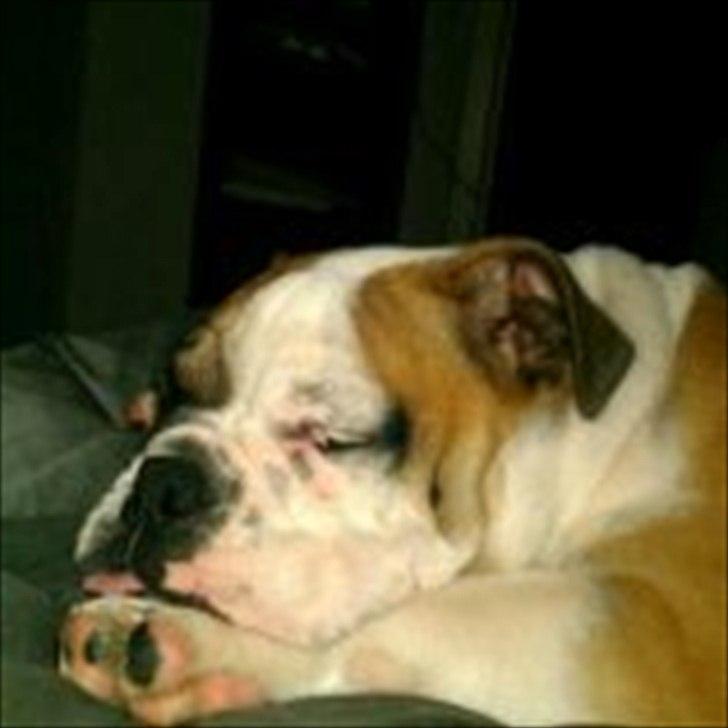 Engelsk bulldog Tilde billede 5