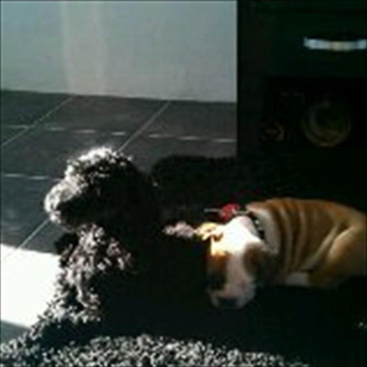 Engelsk bulldog Tilde - jeg vil så gerne være venner med dig max . og vil rigtig gerne putte med dig billede 3