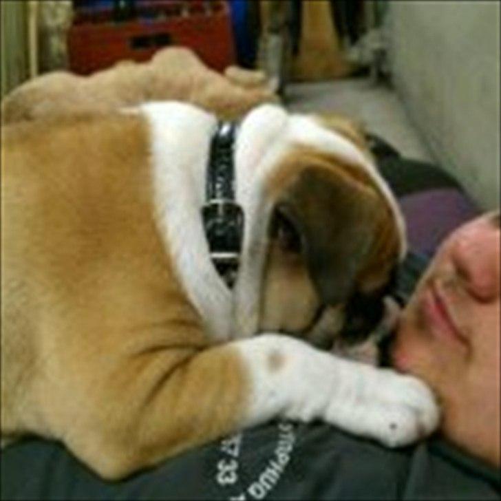 Engelsk bulldog Tilde - garage hygge med far billede 6