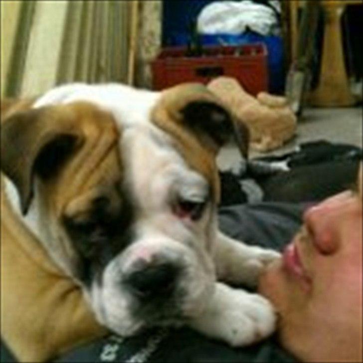 Engelsk bulldog Tilde billede 7