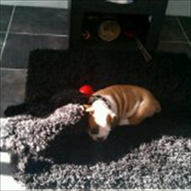 Engelsk bulldog Tilde - så lad gå da billede 4