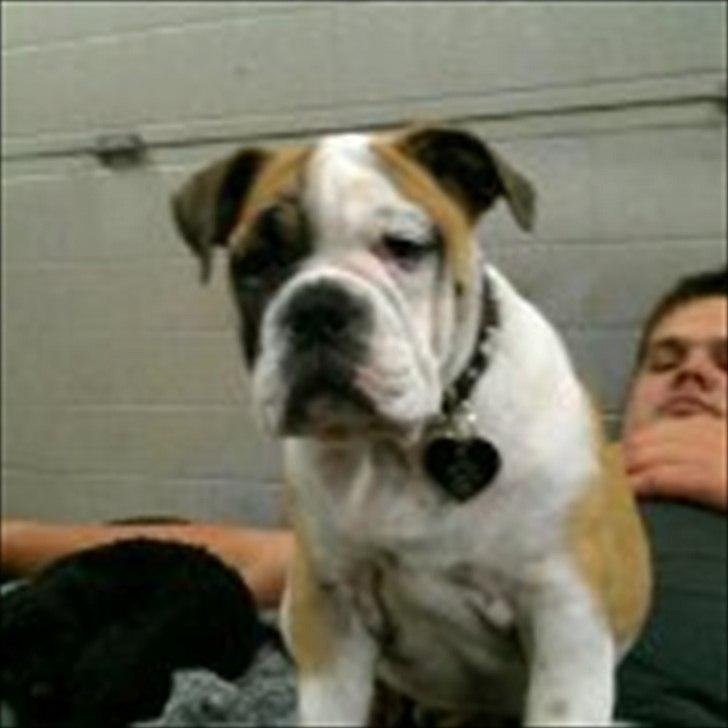 Engelsk bulldog Tilde billede 8