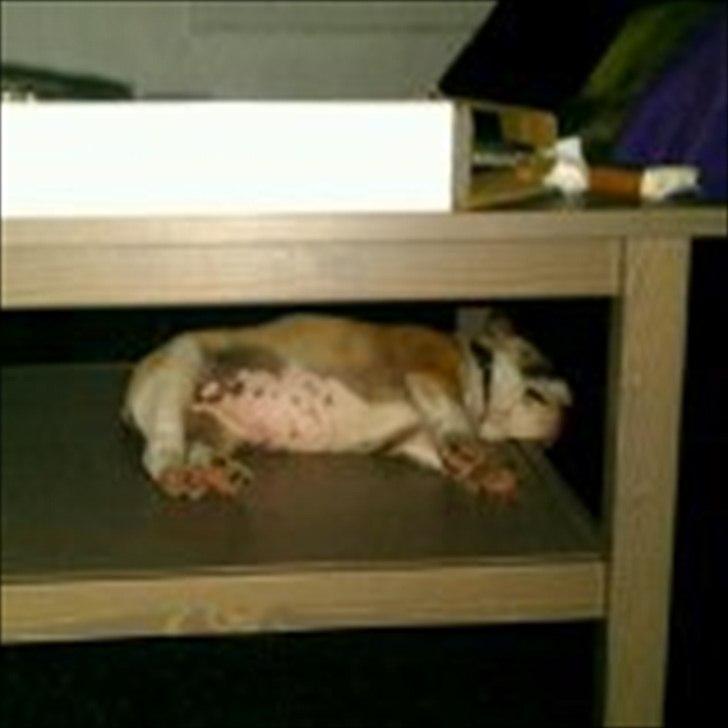 Engelsk bulldog Tilde - jeg elsker det nye sofabord. her er en perfekt soveplads til mig :D billede 10