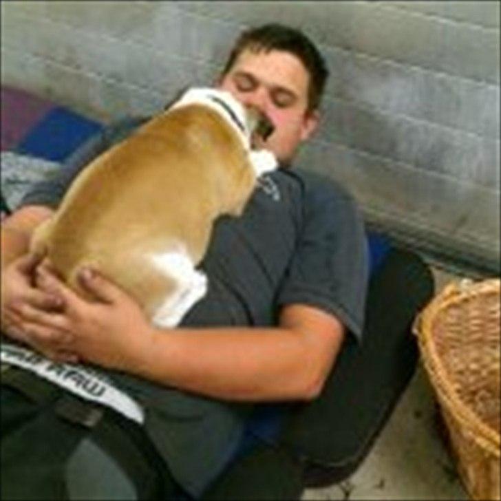 Engelsk bulldog Tilde billede 9