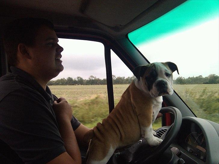 Engelsk bulldog Tilde - køre bil kan jeg også . Jeg elsker bare at være med på tur ... billede 11