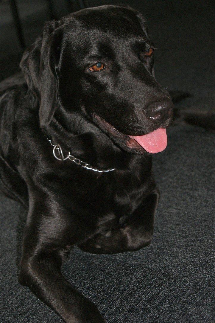 Labrador retriever malou billede 1