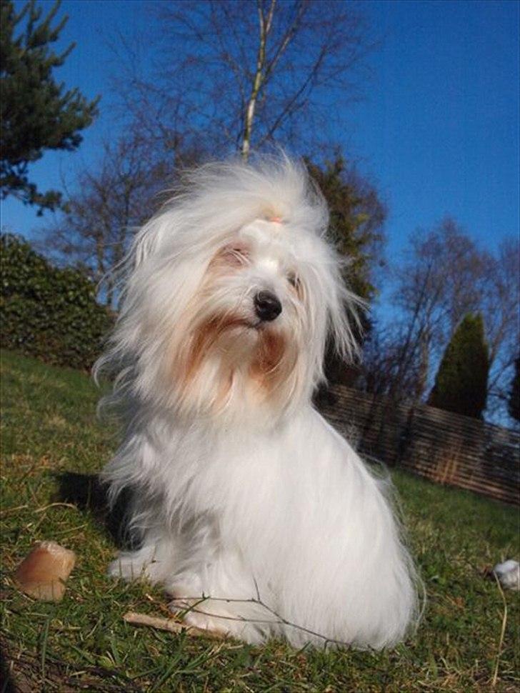 Coton de tulear Lily billede 1