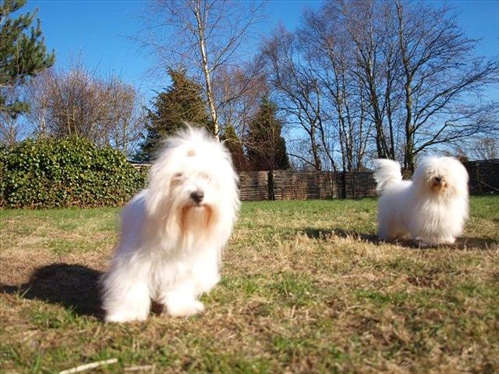 Coton de tulear Lily billede 3