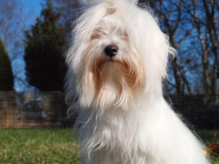 Coton de tulear Lily billede 2