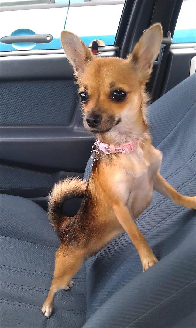 Blanding af racer Chihuahua/Pomeranian Holly (Holsen) -  Se hvor fin jeg er, første gang jeg var ude og kører i bil med mor og far:) puhaa det skulle jeg lige vende mig til :) billede 4