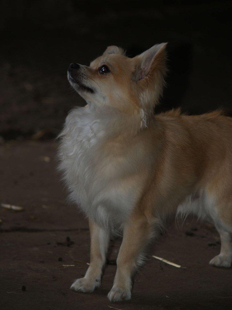 Chihuahua Mac billede 1