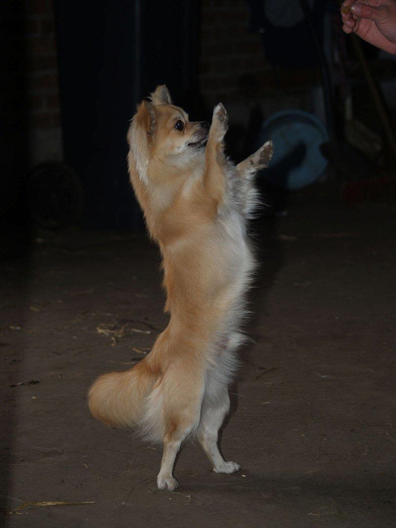 Chihuahua Mac billede 2