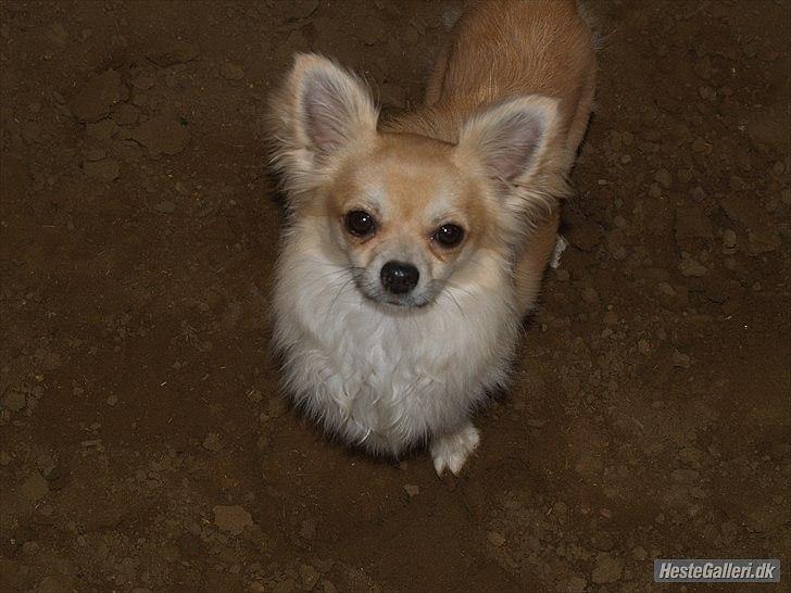 Chihuahua Mac billede 3