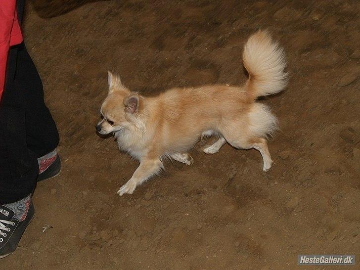 Chihuahua Mac billede 4