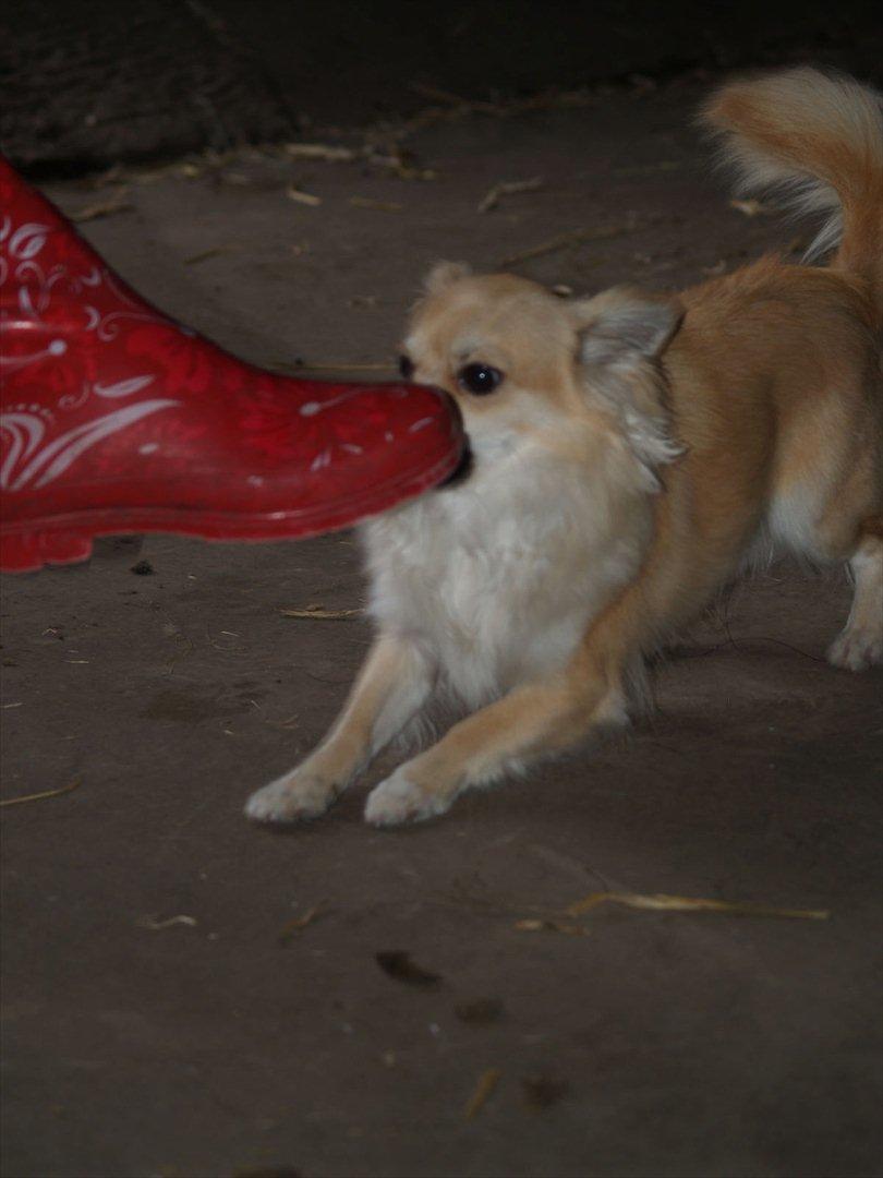 Chihuahua Mac billede 5