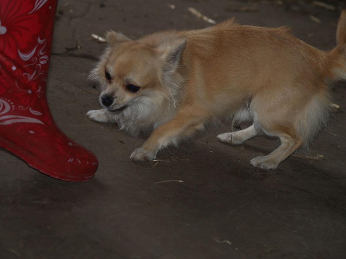 Chihuahua Mac billede 6