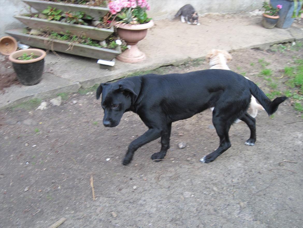 Blanding af racer tulle billede 15