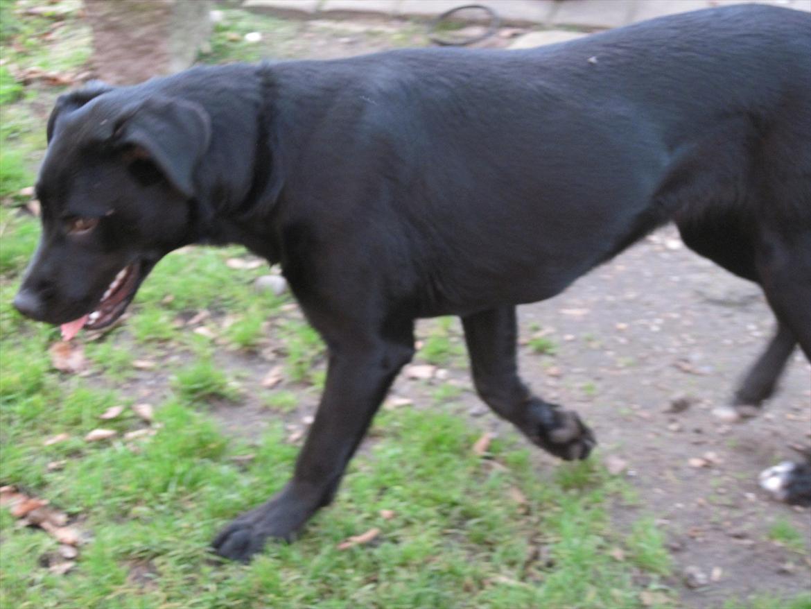 Blanding af racer tulle billede 16