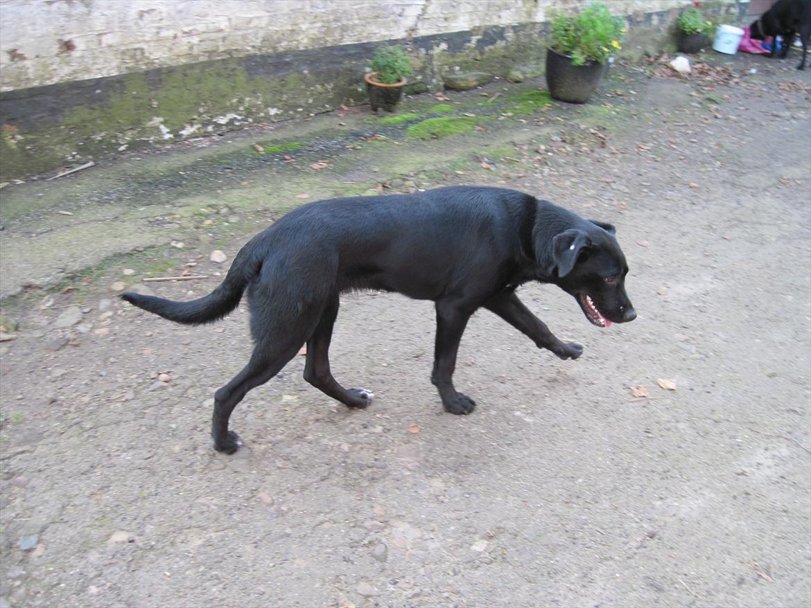 Blanding af racer tulle billede 17