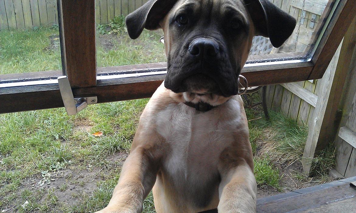 Blanding af racer broholmer/boxer  navn Elvis billede 10