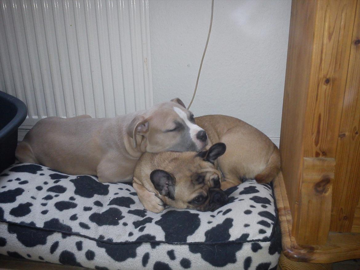 Blanding af racer Chanel billede 5