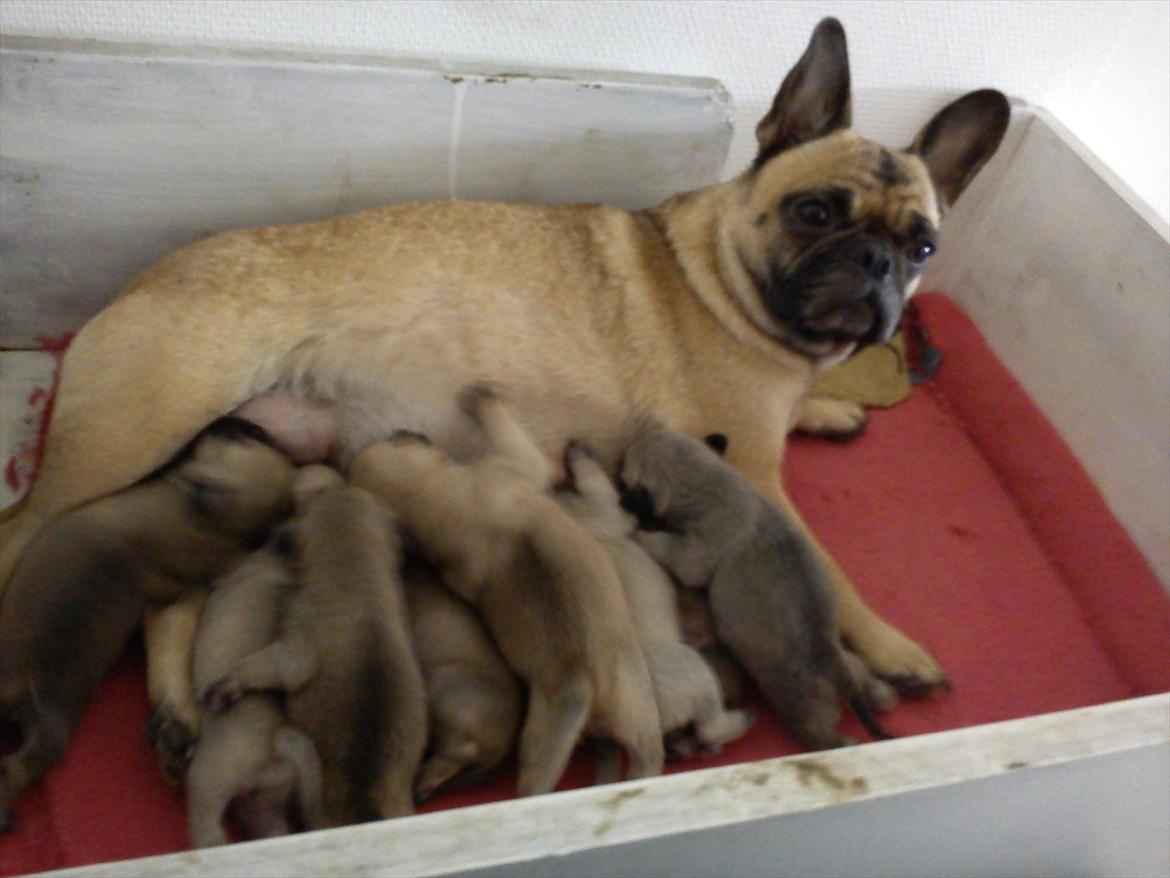 Blanding af racer Chanel billede 6