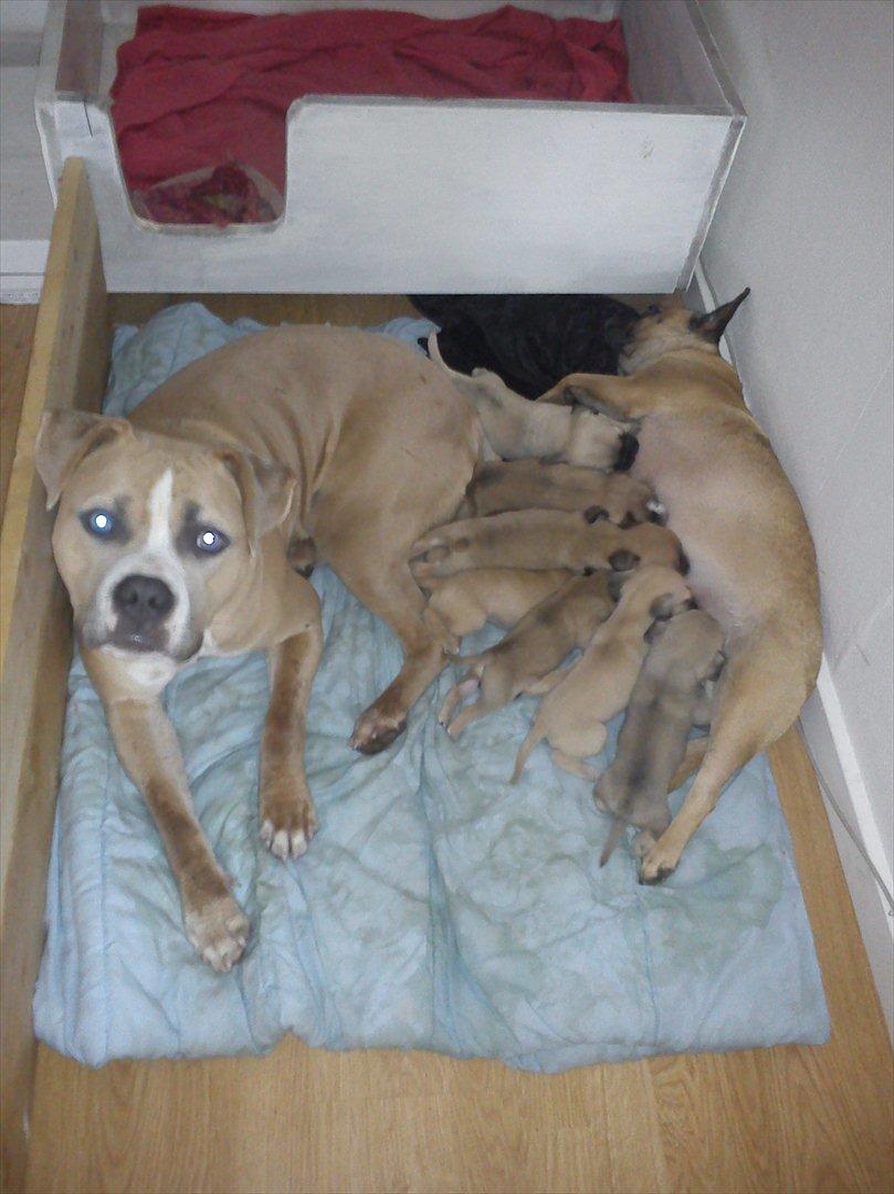 Blanding af racer Chanel billede 8