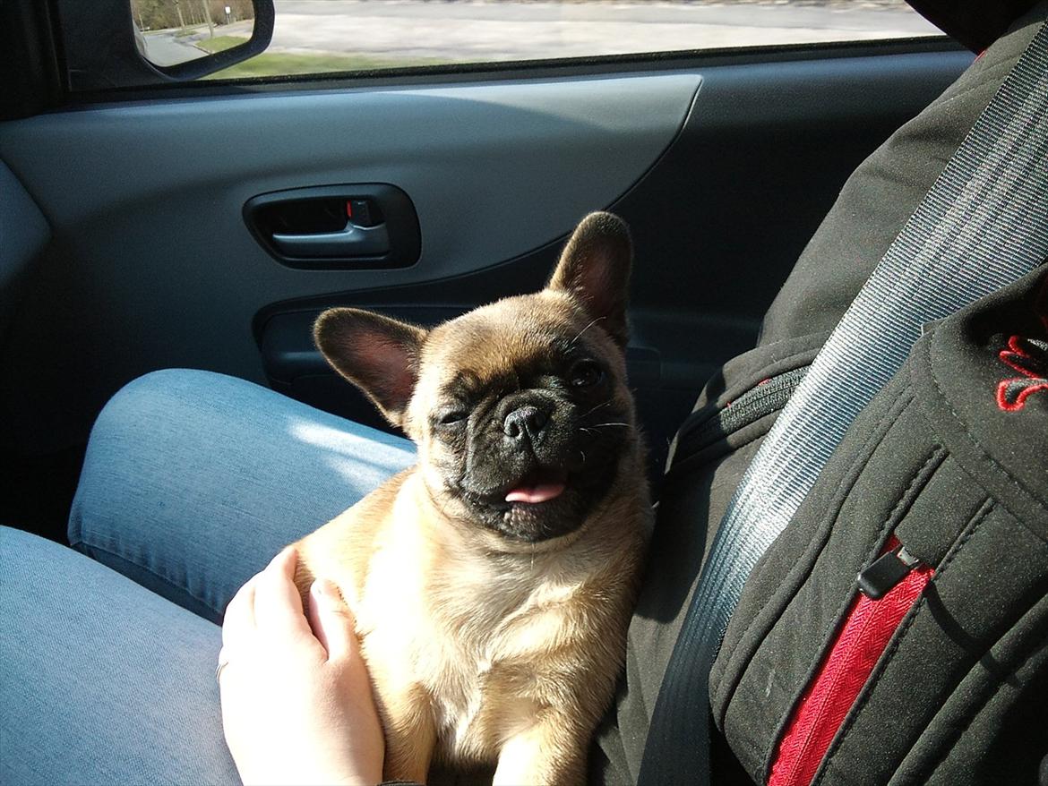 Blanding af racer Chanel billede 9