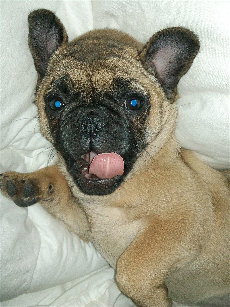 Blanding af racer Chanel billede 11