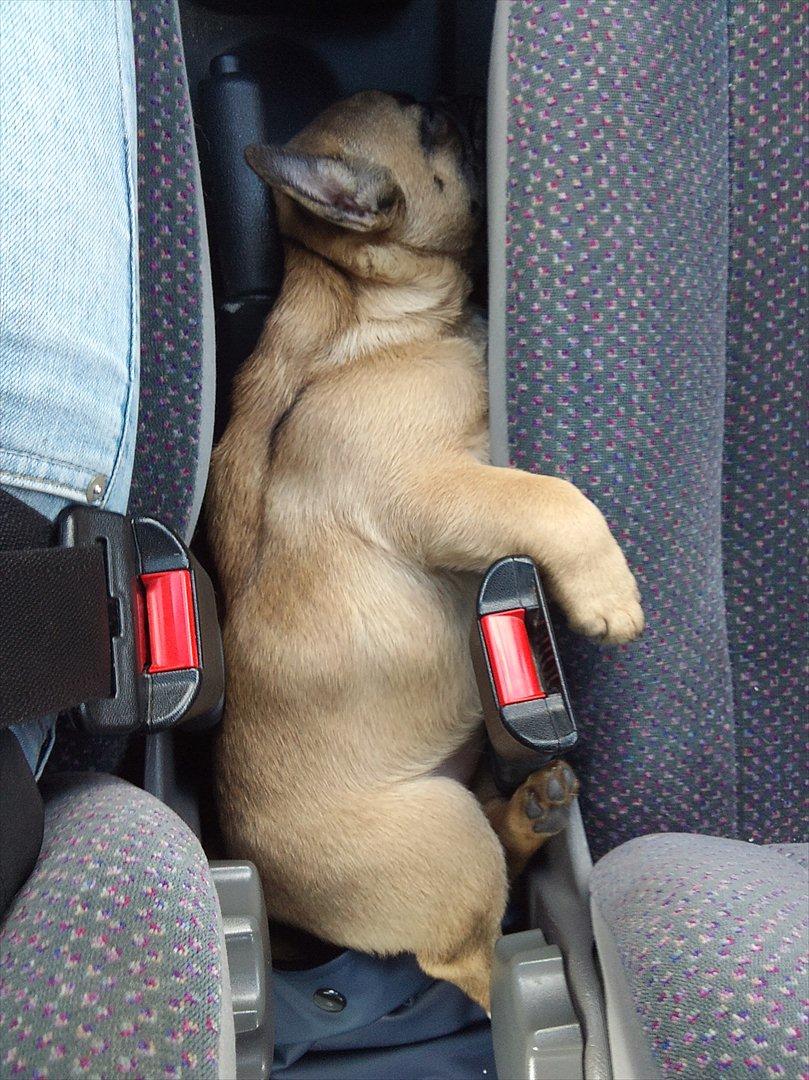 Blanding af racer Chanel billede 12