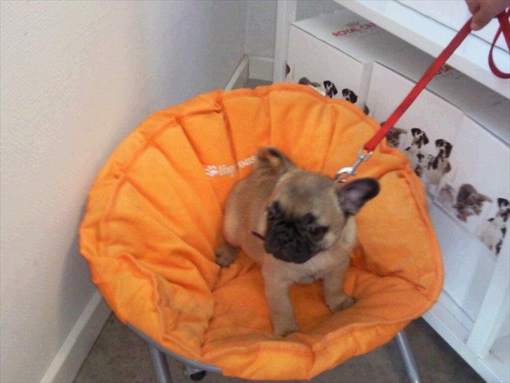 Blanding af racer Chanel billede 14