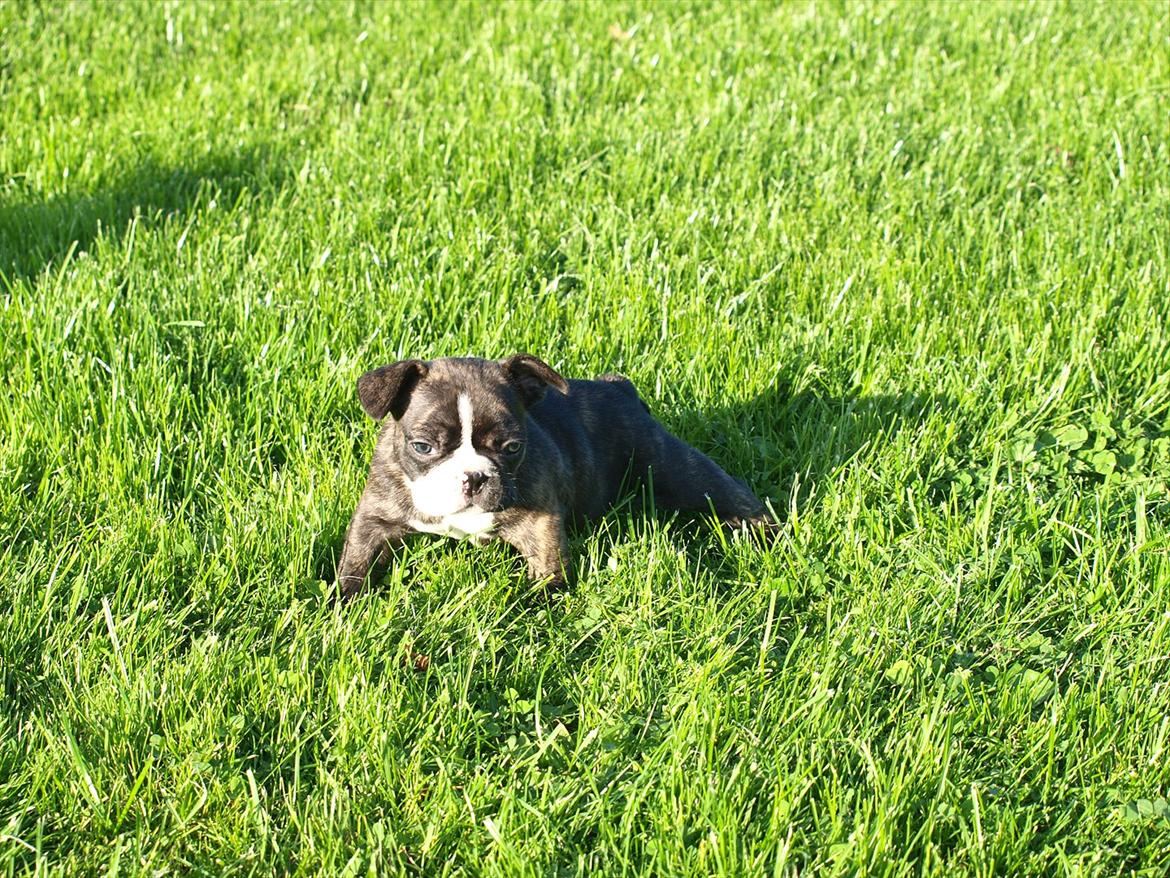 Fransk bulldog Tyson (Himmelhund)  - 6 uger billede 17