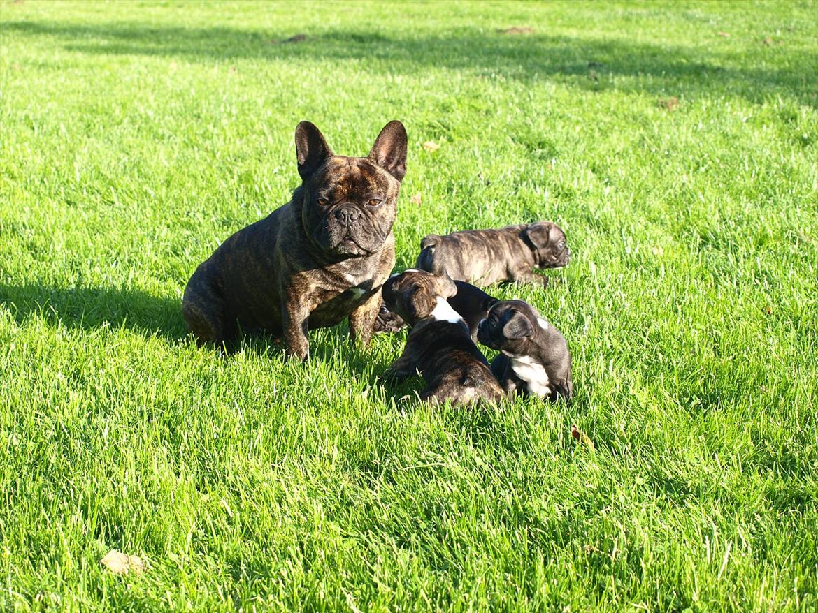 Fransk bulldog Tyson (Himmelhund)  - Her er Tysons far Tiger, sammen med alle de små. Tyson sidder og venter på at farmand vil lege. billede 16