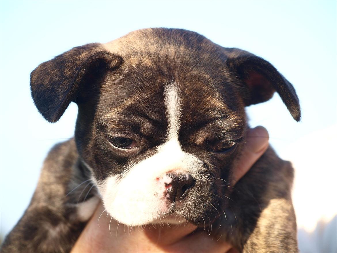 Fransk bulldog Tyson (Himmelhund)  - 6 uger billede 18