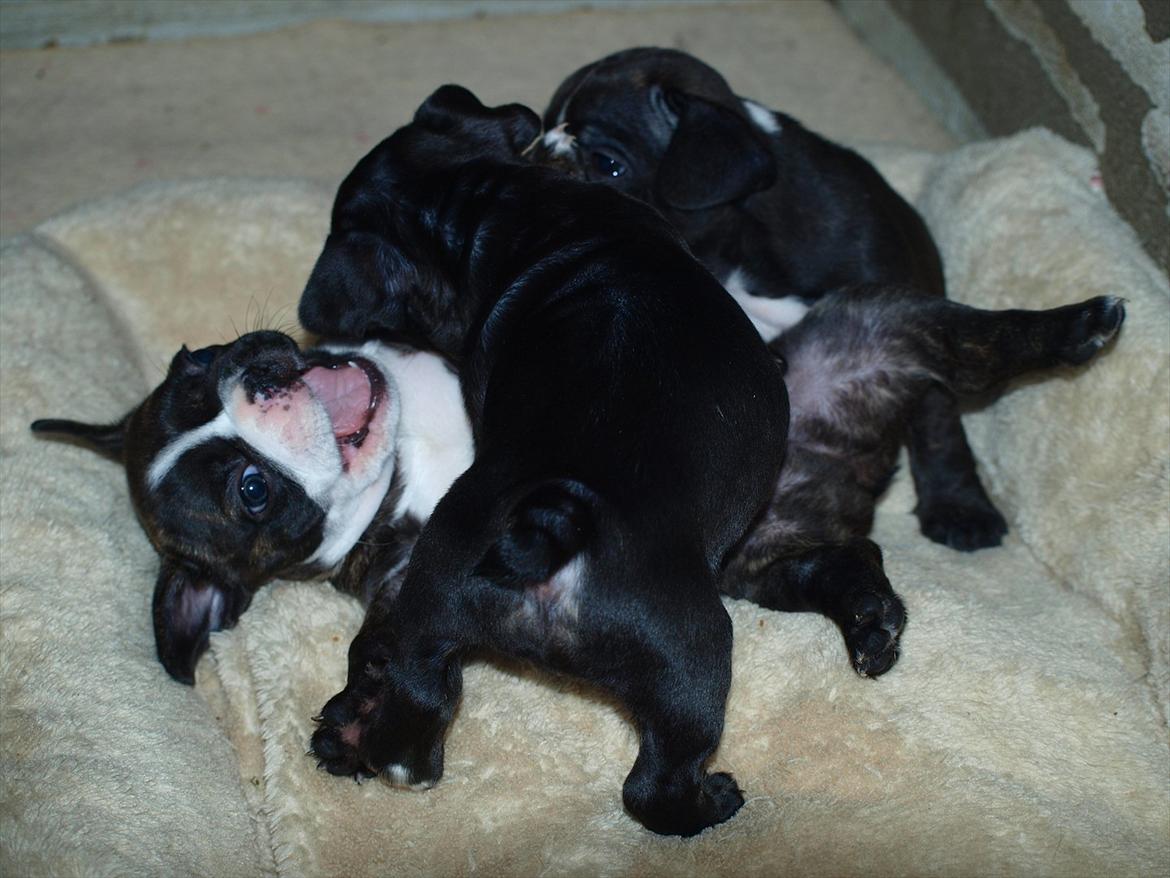 Fransk bulldog Tyson (Himmelhund)  - 6 uger. Tyson leger med to af sine søstre. Det er snyd 2 mod 1 billede 19