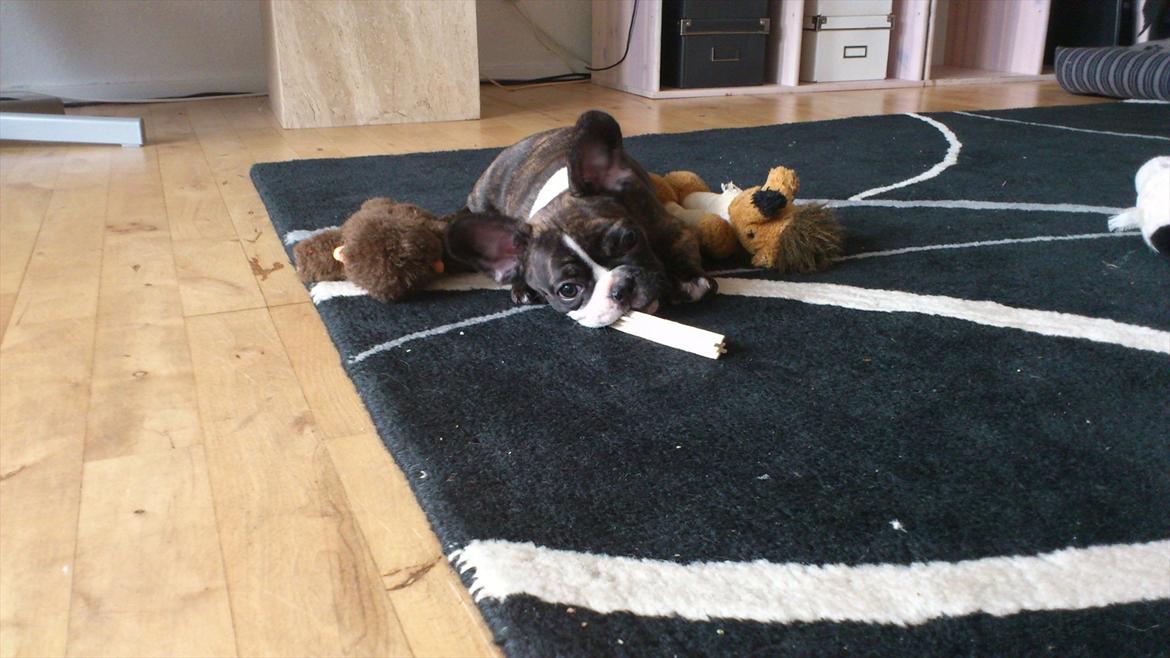 Fransk bulldog Tyson (Himmelhund)  - 8,5 uger. Er lige kommet hjem. billede 15