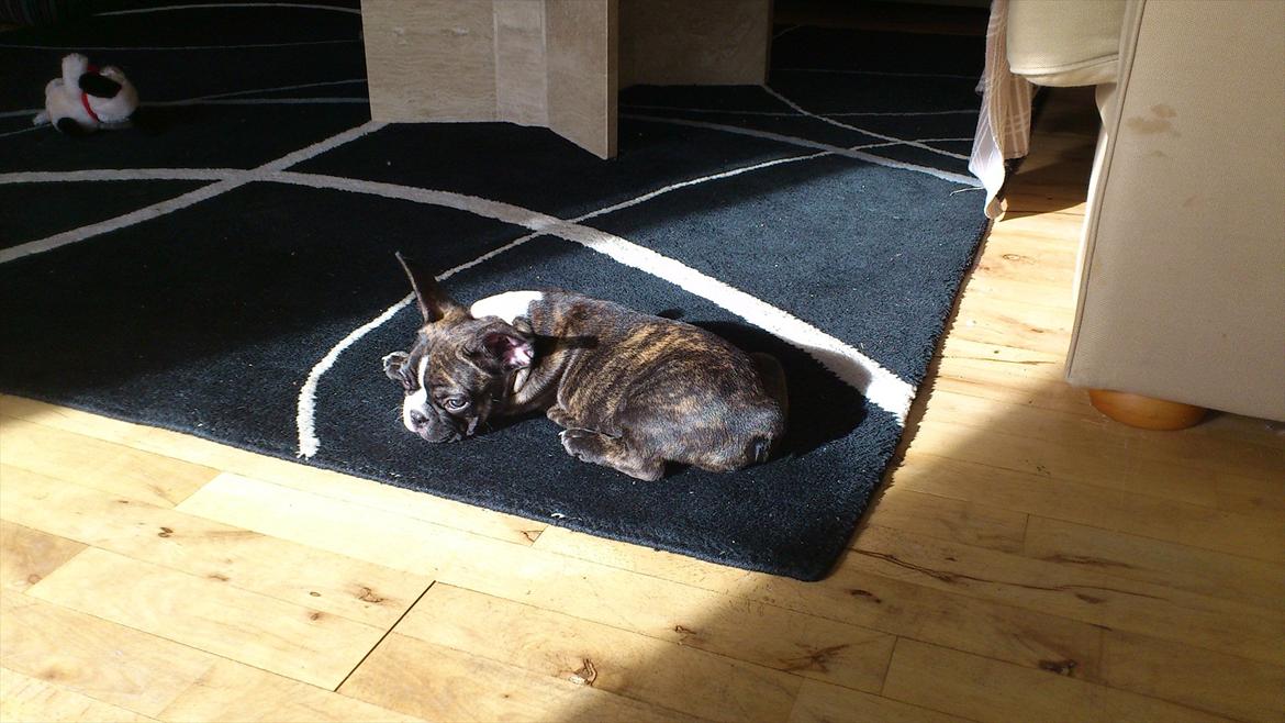 Fransk bulldog Tyson (Himmelhund)  - 9,5 uger. billede 13