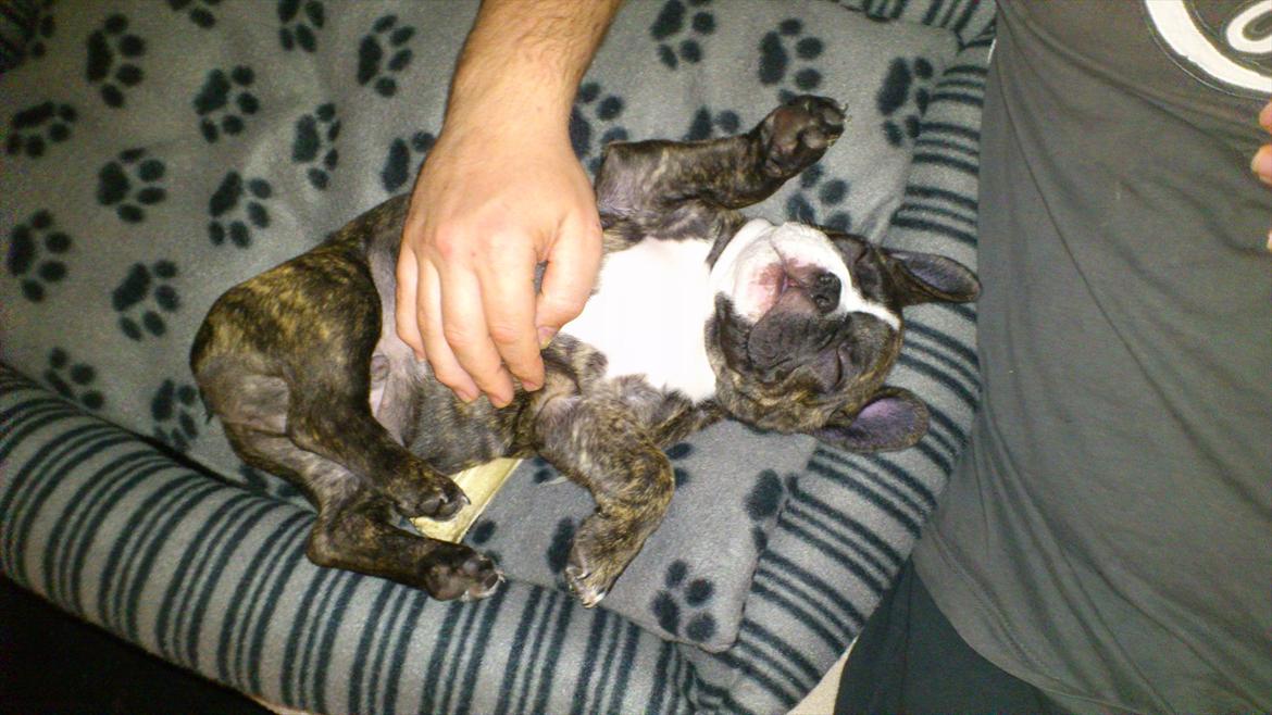 Fransk bulldog Tyson (Himmelhund)  - 9 uger. Ligger og sover mens jeg bliver nusset på maven. billede 14