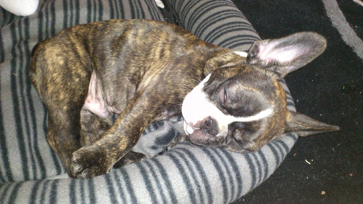 Fransk bulldog Tyson (Himmelhund)  - 10 uger billede 12