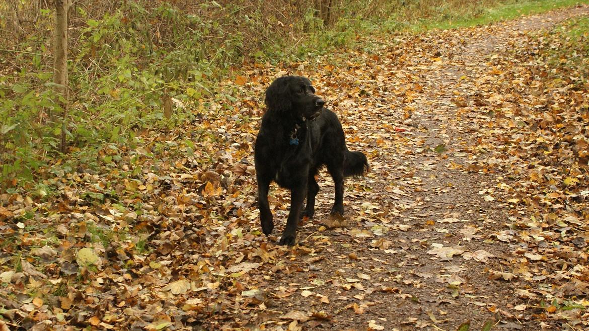 Kleiner münsterländer Bølle <3 - I skoven d. 30 okt 2011 billede 4