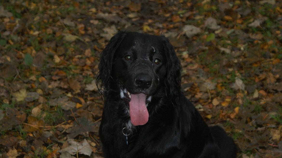 Kleiner münsterländer Bølle <3 - i skoven d. 30 okt 2011 billede 12