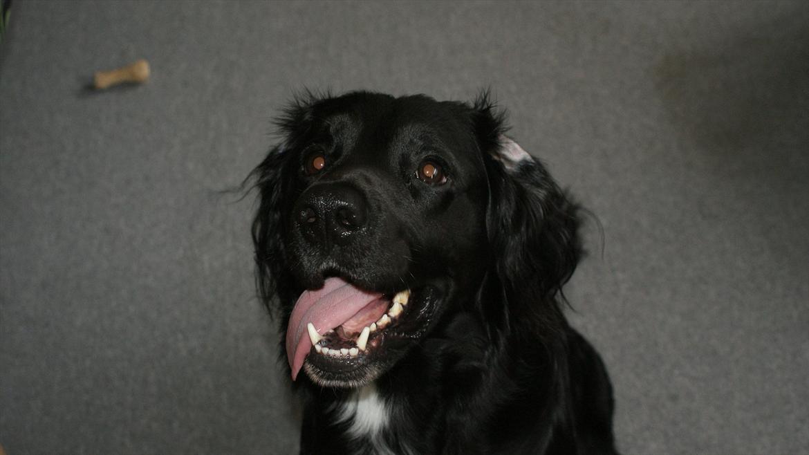 Kleiner münsterländer Bølle <3 billede 1