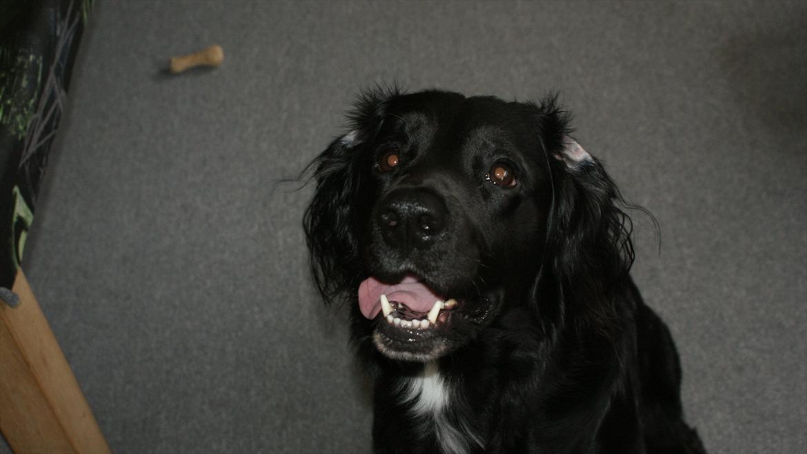 Kleiner münsterländer Bølle <3 - Bølle <3 billede 10