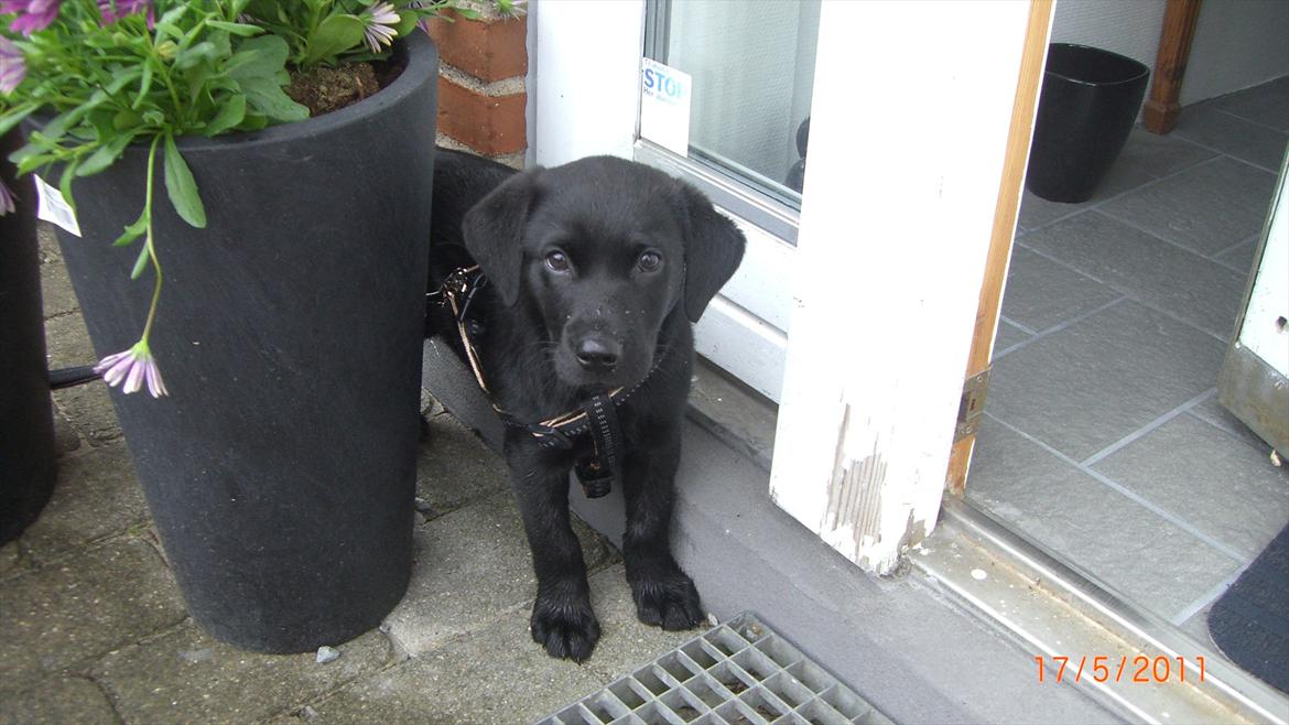 Labrador retriever Elvis - Elvis sidder "fast" ímellem to blomsterskjulere.. Verden er stor og farlig, når man kun er en lille bitte hvalp ..  billede 2