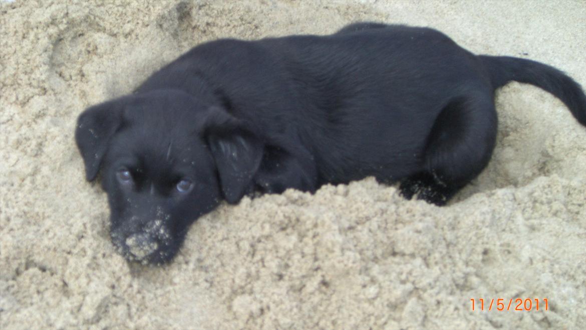 Labrador retriever Elvis - Må jeg godt tage en lur her i sandet, er så træt .. :-) billede 5